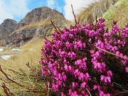 33 Erica in fiore con cima Tre Pizzi 